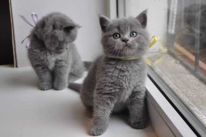 tiny male British Short hair kittens