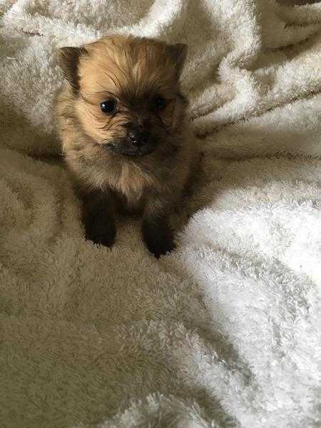 TINY POMERANIAN  PUPPIES