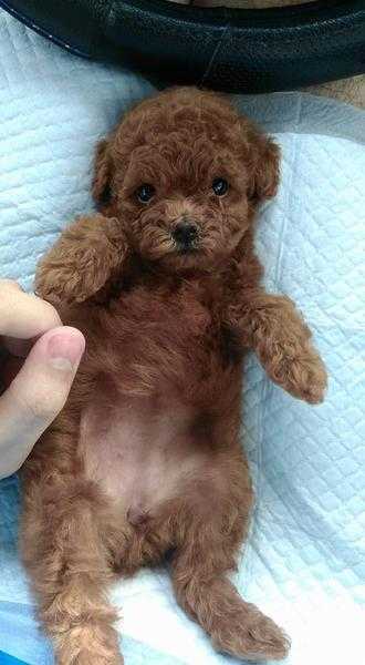 Tiny Poodle Puppies