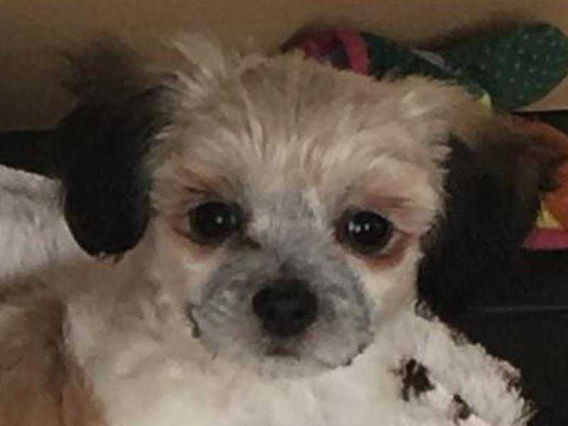 Tiny puppy girl Shih Tzu