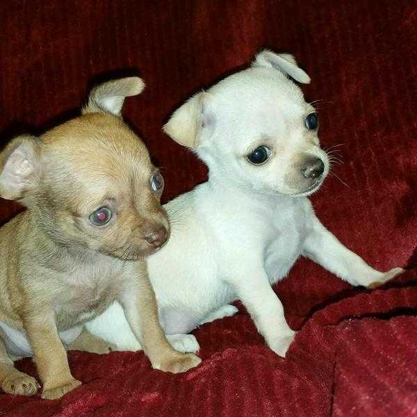 Tiny pure Chihuahua puppys