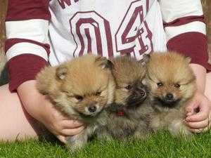 Tiny tea cup chorkie puppies