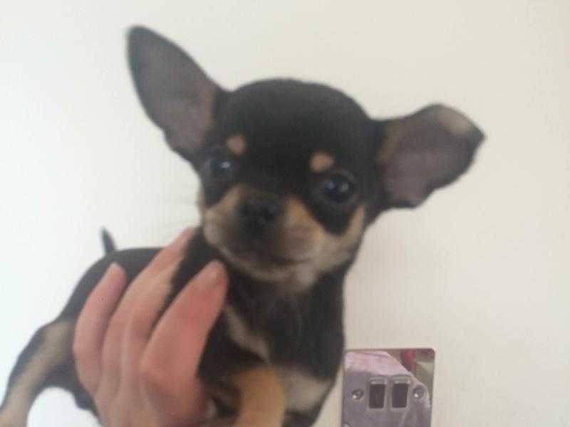 Tiny teacup chihuahuas