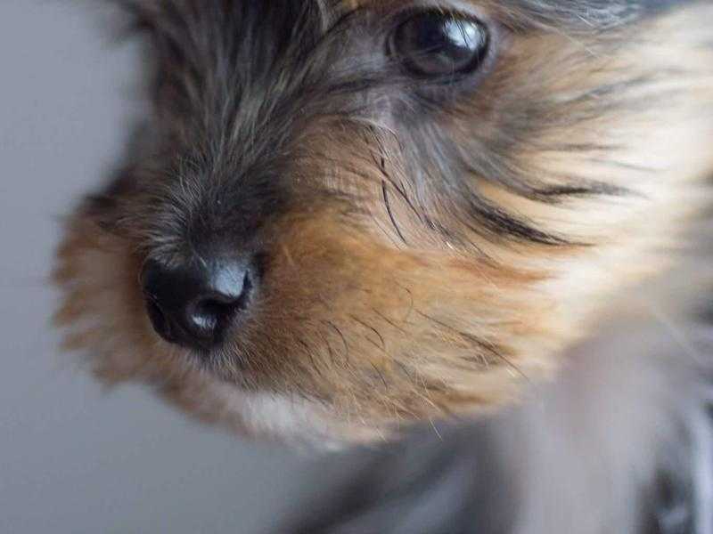 tiny Yorkie