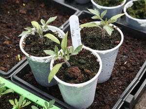 Tomato Bush type Plants Roma 3 for 1 or 50p