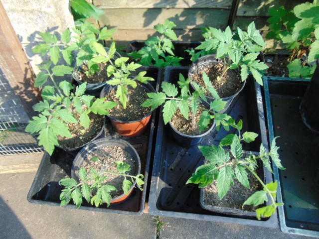 Tomato Gardener039s Delight Plants