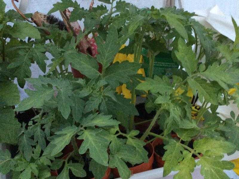 TOMATO PLANTS MONEYMAKER 50p EACH PLANT