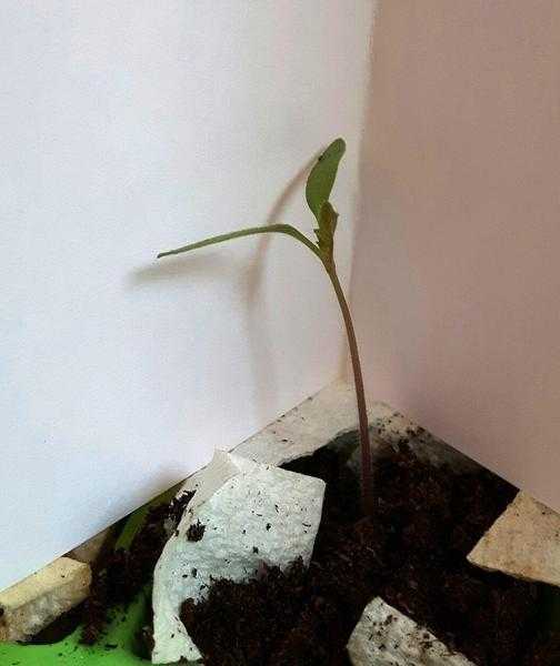 Tomato seedling plants