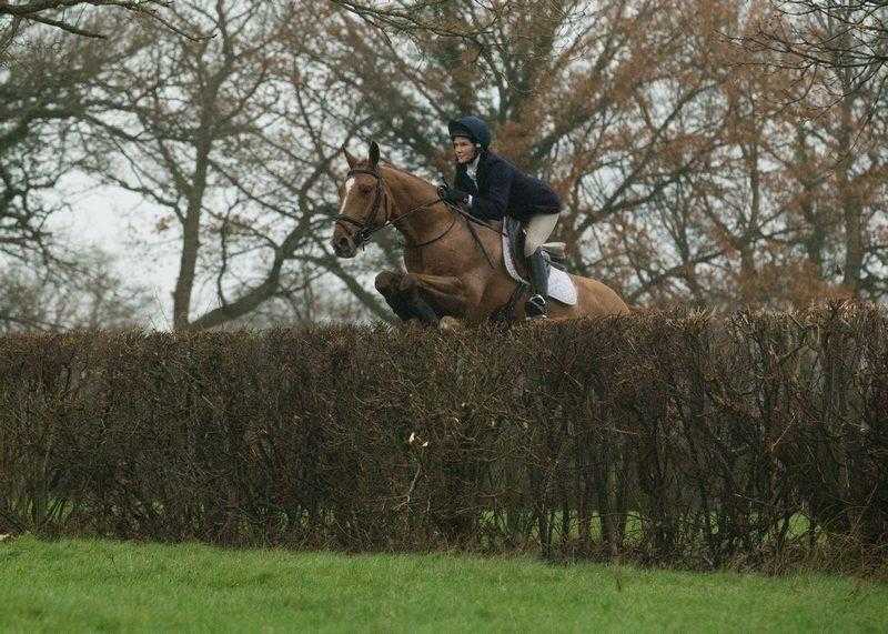 Top Class Hunter Allrounder for sale