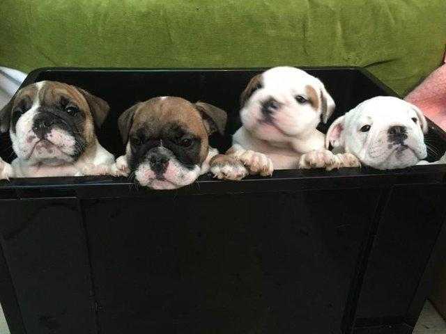 top of the range English Bulldog puppies