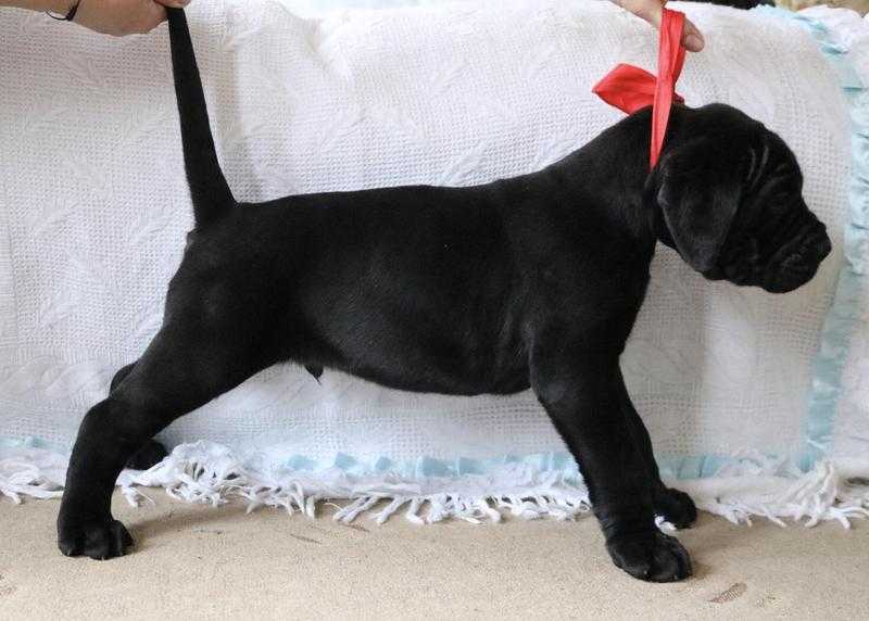 Top quality cane corso pups