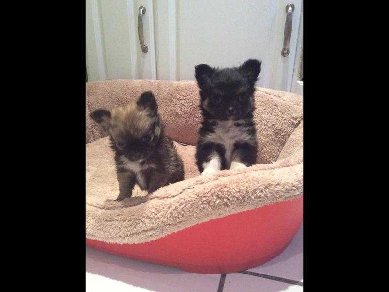 Top quality female chihuahuas