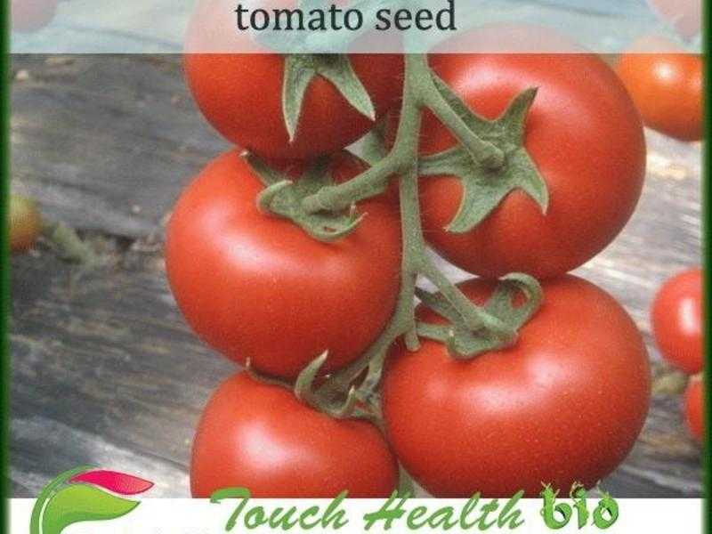 Top quality globe f1 hybrid tomato seeds