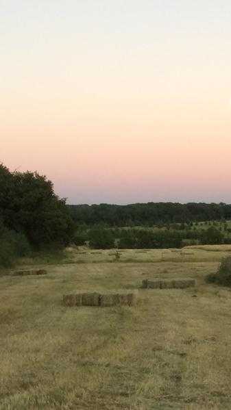 Top Quality Meadow Hay Bales - 2.50 each - StagsdenBedfordshire