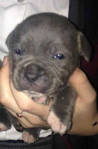TOP QUALITY STAFFORDSHIRE BULL TERRIER PUPPIES