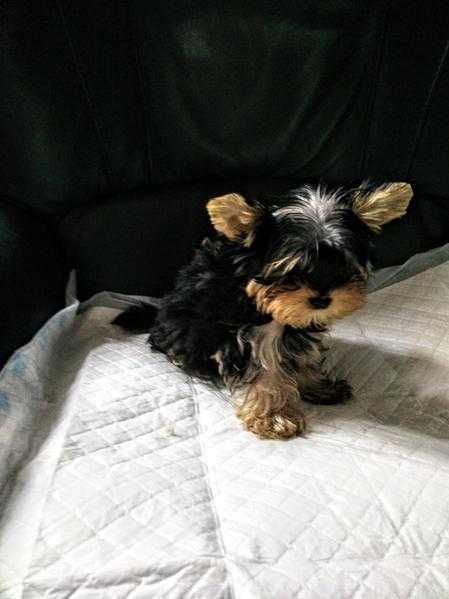 Top quality Yorkshire terriers