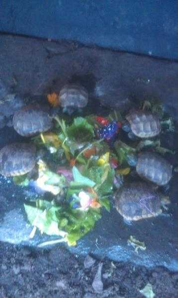 Tortoise for sale