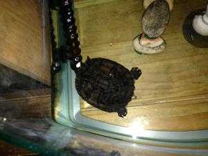 Tortoise for sale.