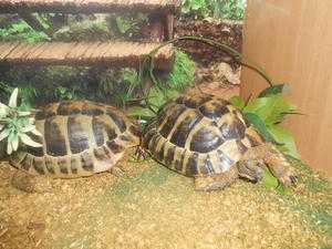 Tortoise Table top house