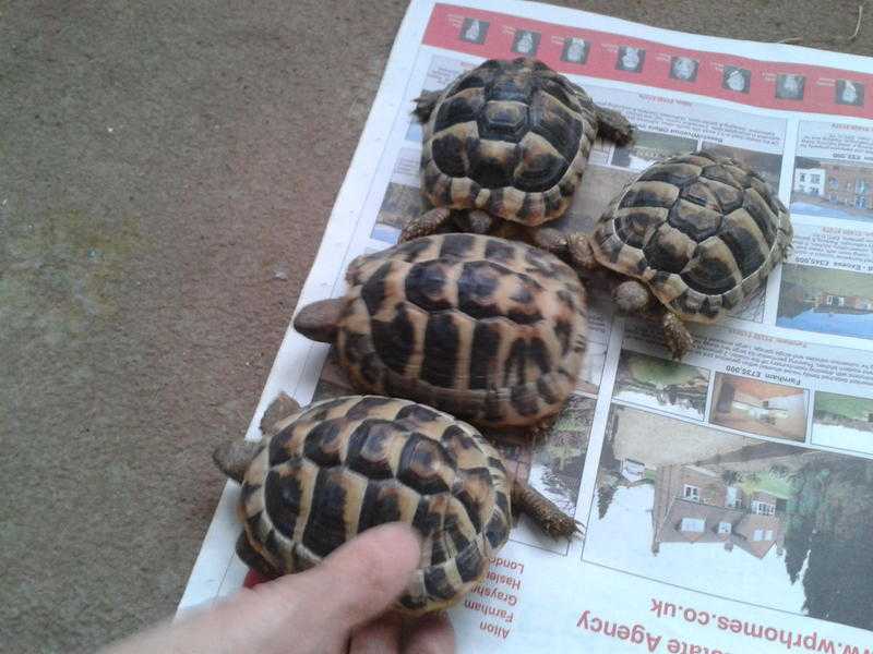 tortoises