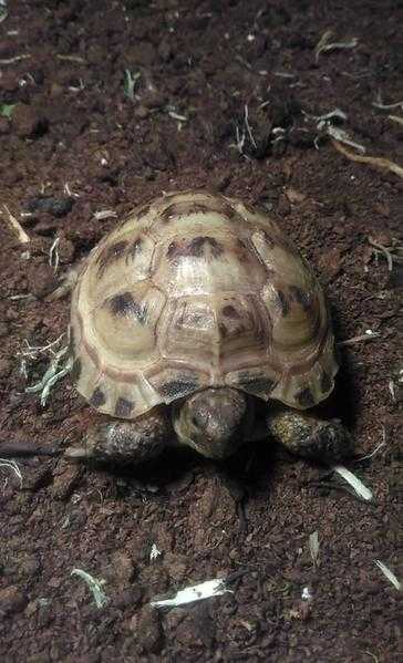 Tortoises for sale