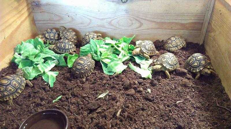 Tortoises for sale