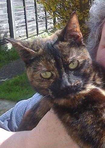 Tortoiseshell female cat