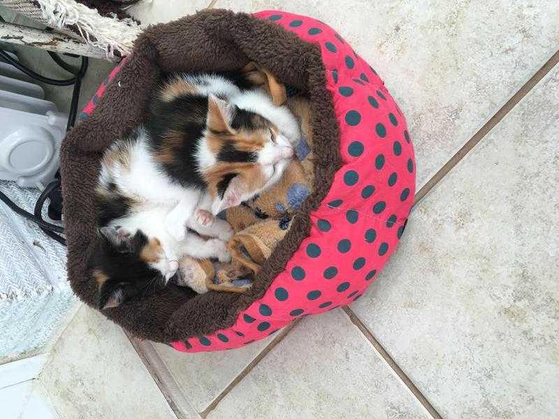 Tortoiseshell kittens 2 girls ready now