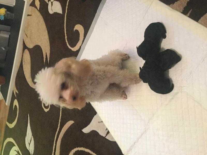 Toy poodle