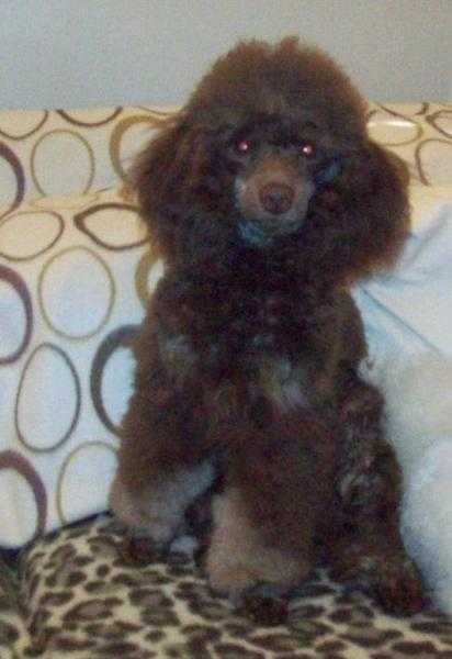 Toy Poodle At Stud