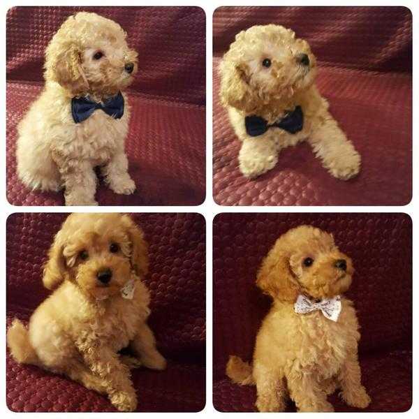 Toy Poodle Puppies For Sale. Boys, Pedigree KC registered