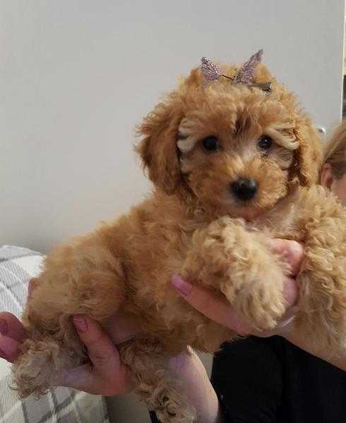 Toy Poodle Puppies For Sale Pedigree KC registed