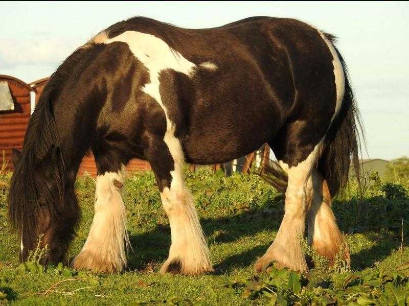 Traditional cob stunning mares
