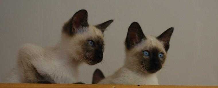Traditional Siamese Kittens