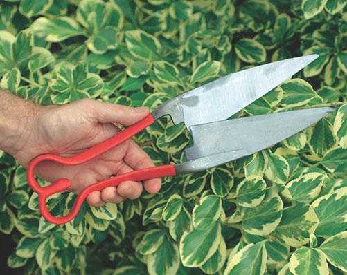 Traditional Trimming Shears