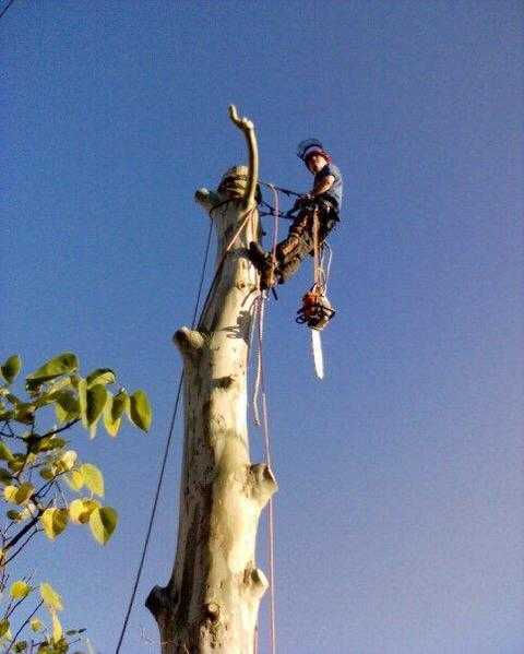 Tree care amp Hedge Cutting