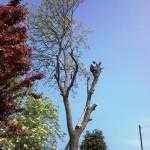 tree care and gardening