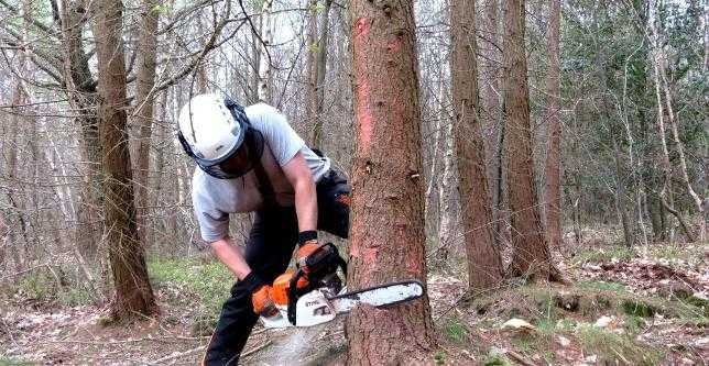 TREE SURGERY from the best, Tree Tops Kent available 7 days a week competitive rates Call us now