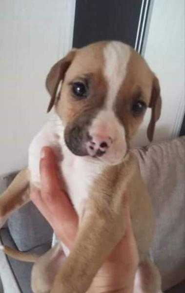 Tri colour AB female Pup for sale