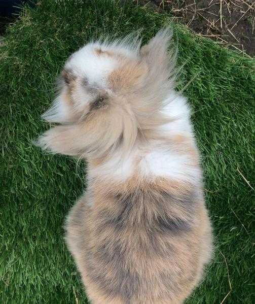 Tri coloured part lionlop baby rabbit