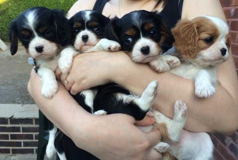 Tricolour Cavalier King Charles puppies