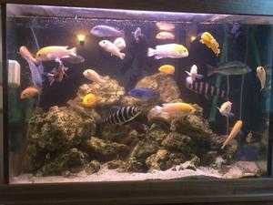 tropical 4 ft fish tank, with  accessories