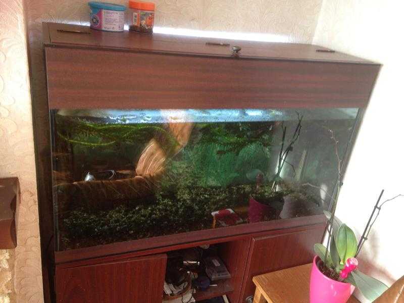 Tropical Fish tank and fish