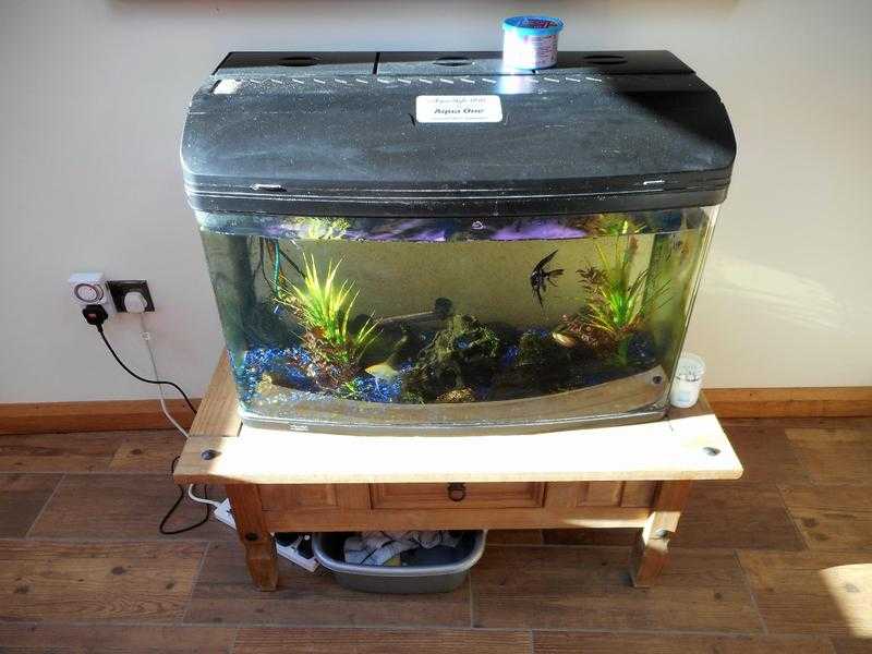 tropical fish tank with fish
