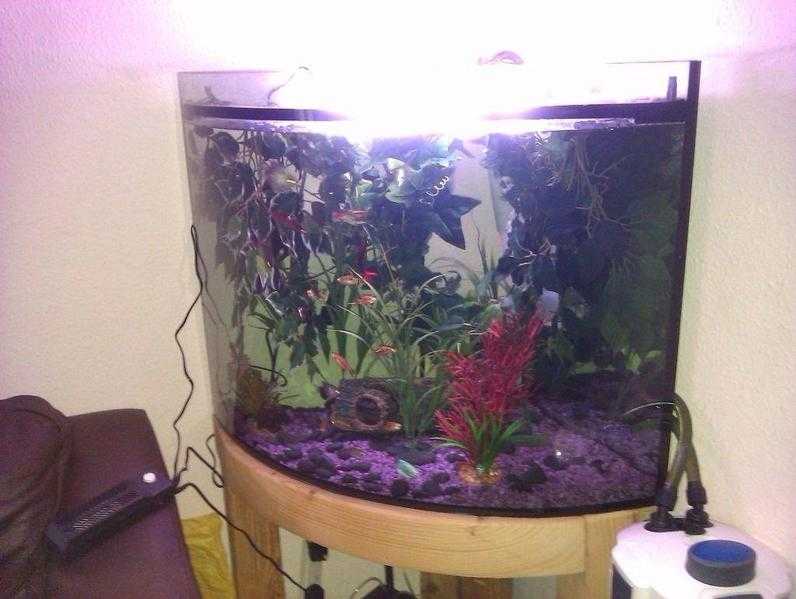 Tropical setup inc fish, 200 ltr Corner tank