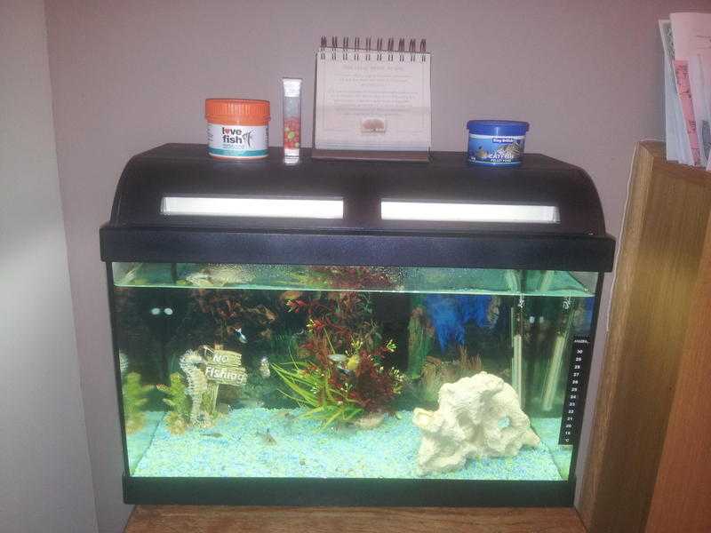 tropical tank and fish