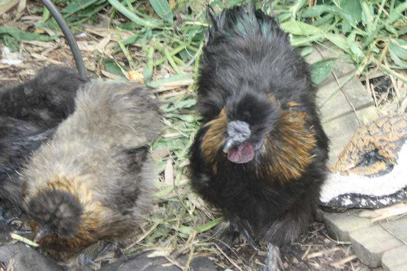 TRUE PAIR OF MINIATURE SILKIES 2016 BIRDS.