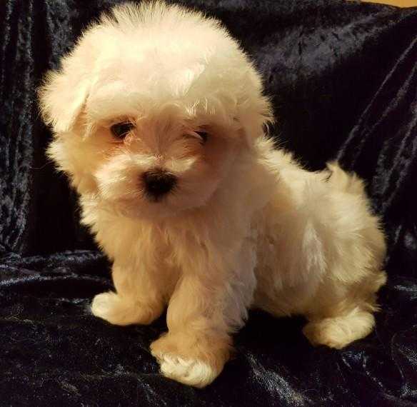 TURBO GeoFF Kc Wonderful GOLDEN WHITE  Gorgeous Maltese