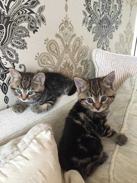 Two adorable playful tabby kittense