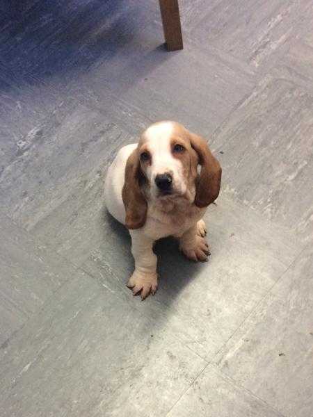 Two Bassett  hound puppies left